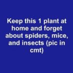 How to Stop Flies, Mosquitoes, and Cockroaches Naturally