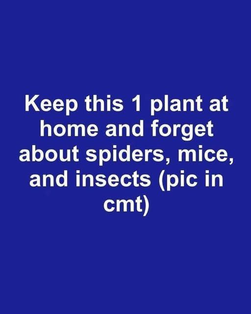 How to Stop Flies, Mosquitoes, and Cockroaches Naturally
