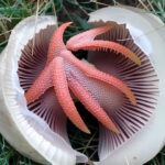 In My Yard, I Found a Slimy Red Creature With a Horrible Smell — What It Turned Out to Be Shocked Me