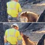 The Man Who Went to Cut Trees and Found His Conscience Instead