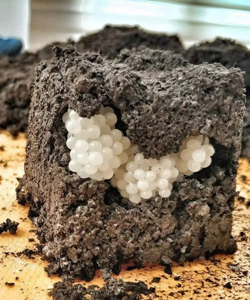 The Mystery of the White Balls in My Garden—and the Shocking Truth Beneath the Soil