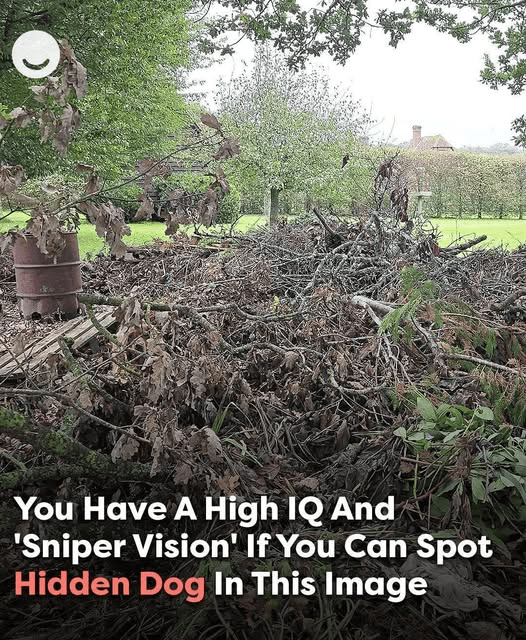 Can you spot the hidden dog? Only those with ‘sniper vision’ can find it.