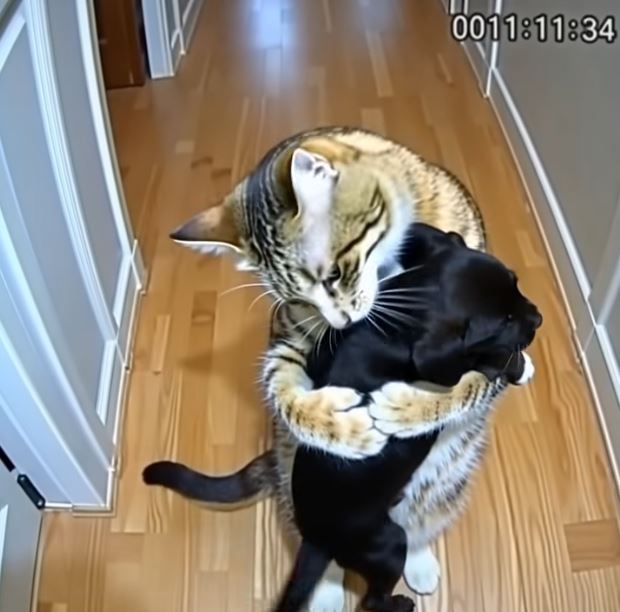 Cat Brings Home Puppies — Then a Policeman Knocks at the Door