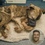 “Every Dog Deserves a Guardian: A Hero’s Stand for Animal Rights”