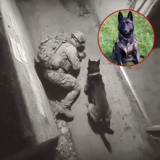 Rex – The K9 Hero: A Story of Loyalty and Brotherhood on the Battlefield