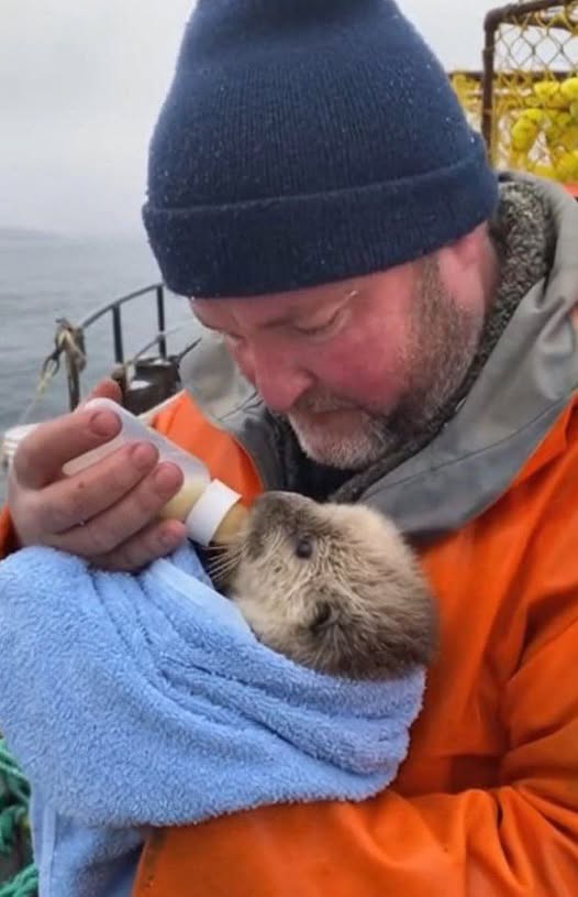 The Call of Compassion: A Fisherman’s Act of Kindness Saves a Sea Otter Pup