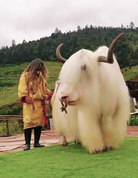 The Enigmatic Tibetan White Yak: Nature’s Snowy Masterpiece