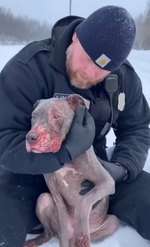 The Heartwarming Rescue of an Abandoned Dog: A Story of Compassion and Hope