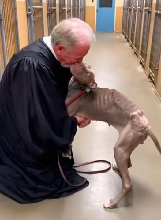 The Journey of Healing: A Judge’s Unlikely Bond with Finn