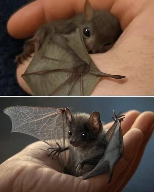 Title: A Bat’s Plea: How to Coexist with These Misunderstood Creatures