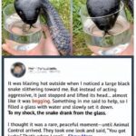 When a Snake Approached Me by the Lake, I Thought It Was Dangerous — But What Happened Next Left Me Speechless