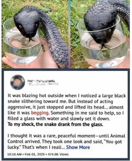 When a Snake Approached Me by the Lake, I Thought It Was Dangerous — But What Happened Next Left Me Speechless