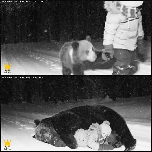 A Miraculous Encounter: The Girl and the Bear in Alaska’s Snowy Wilderness