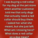 A Stranger Stopped Me From Buying a Red Dog Collar… and Then Vanished
