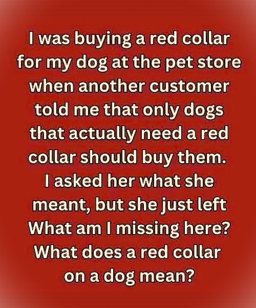 A Stranger Stopped Me From Buying a Red Dog Collar… and Then Vanished