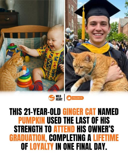 The Cat Who Stayed for Every Chapter: The Heartbreaking Loyalty of Pumpkin and His Boy
