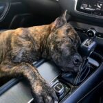 The Heartwarming Story of a Dog’s Journey to Trust