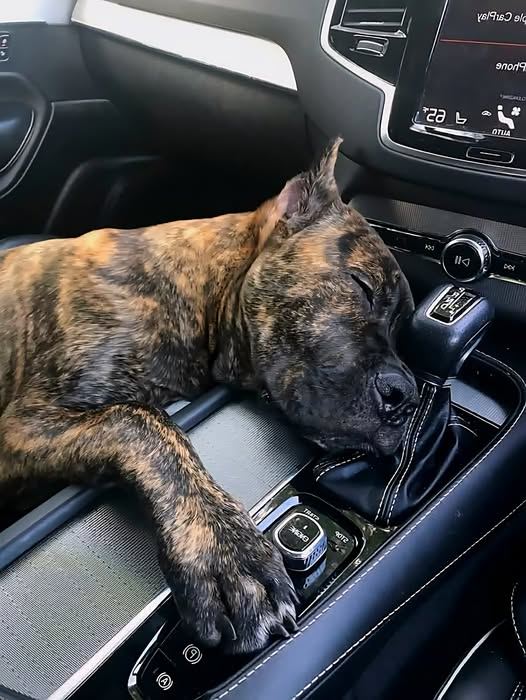 The Heartwarming Story of a Dog’s Journey to Trust