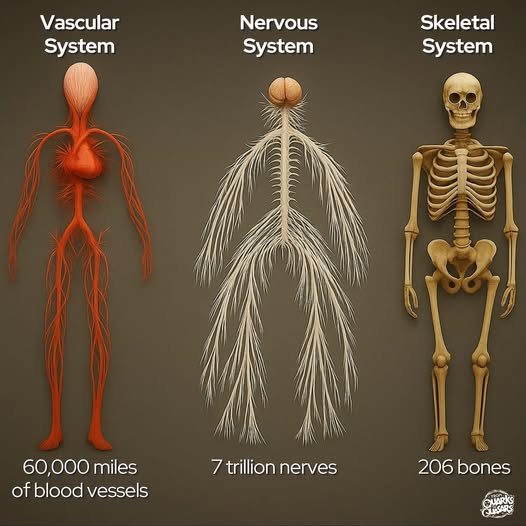 The Human Body: An Intricate Symphony of Systems