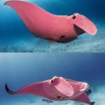 The Mysterious Inspector Clouseau: A Dive into the Enigmatic World of the Reef Manta