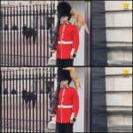 The Queen’s Guard: Unflinching and Unmovable