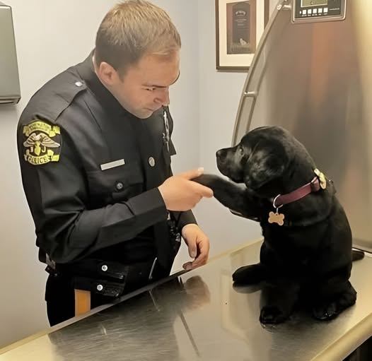 The Unseen Hero: Shadow’s Journey from Despair to Hope