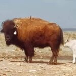 The White Buffalo Prophecy: A Sign of Change and Hope for the Future