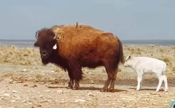 The White Buffalo Prophecy: A Sign of Change and Hope for the Future