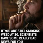 What Scientists Want Adults to Know About Long-Term Cannabis Habits